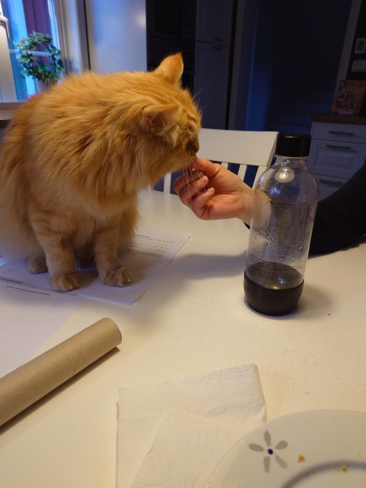 Rödorange katt sniffar på en människas hand vid ett köksbord med dokument och en sodastreamflaska.