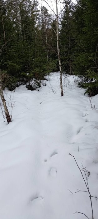 Vinterskog med snö, barrträd, björkar och djurspår, molnig himmel.