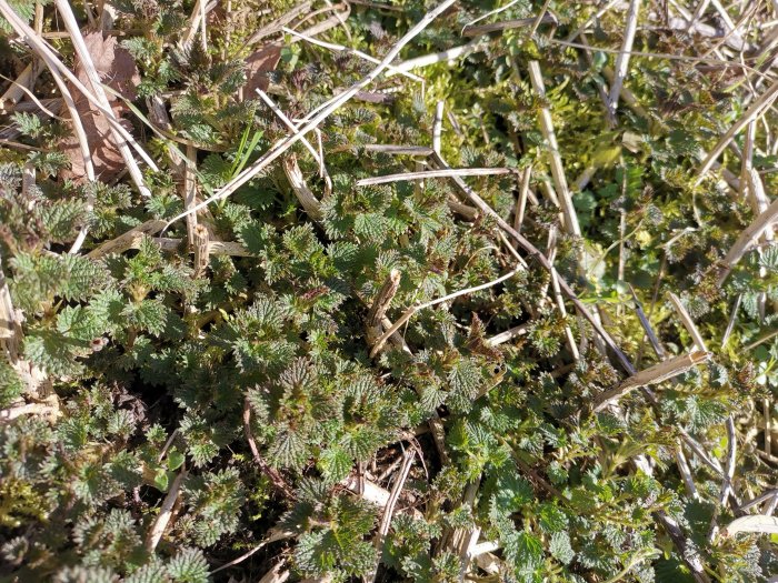 Närbild på marktäckande gröna växter och dött gräs, antyder tidig vår eller torrt klimat.