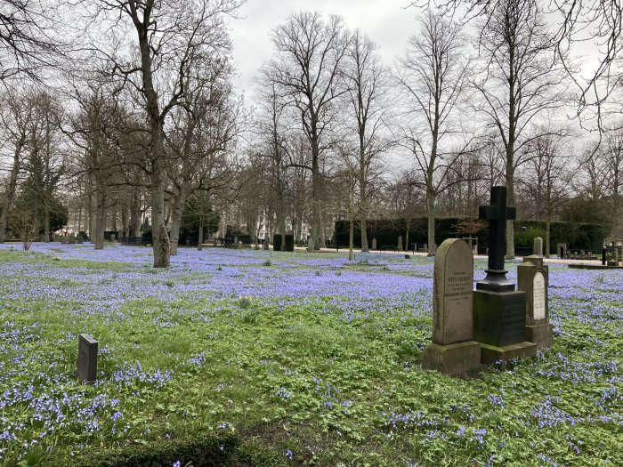 Kyrkogård täckt med blå scilla-blommor, gravstenar, kala träd, grå himmel.