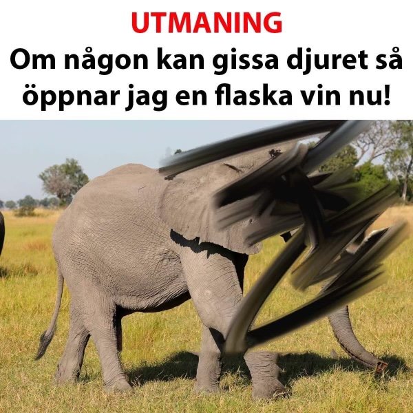 Digitalt manipulerad bild av elefant med flera överlappande kroppar, humoristisk text, grön gräsmark, träd i bakgrunden.