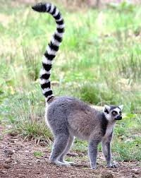 Ringstjärtad lemur står på marken, svartvit svans i luften, grön bakgrund.