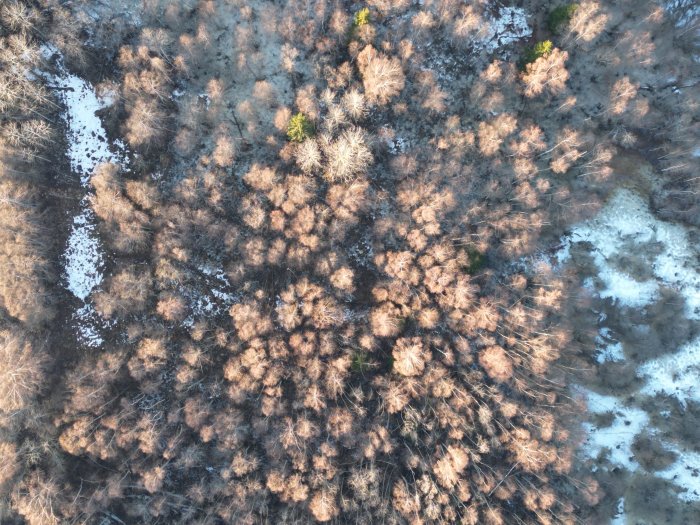 Toppvy av skog med bruna träd. Smältande snö synlig. Naturmönster, övergång mellan årstider. Flygbild.