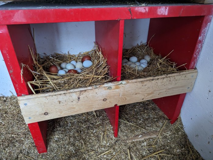 Rött hönsbo med vitt och brunt ägg på halm i stallet.