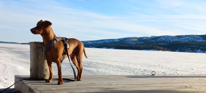 Brun hund ser ut över frusen sjö, snö, skogklädda kullar i bakgrunden, seren vinterdag.