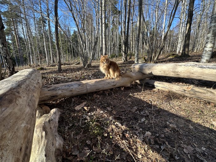 Skog med nedfallna trädstockar och en röd katt som sitter stilla.