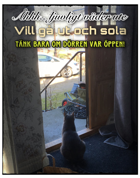 Katt sitter vid öppen dörr, längtar ut, humoristisk text på svenska talar om solsken.