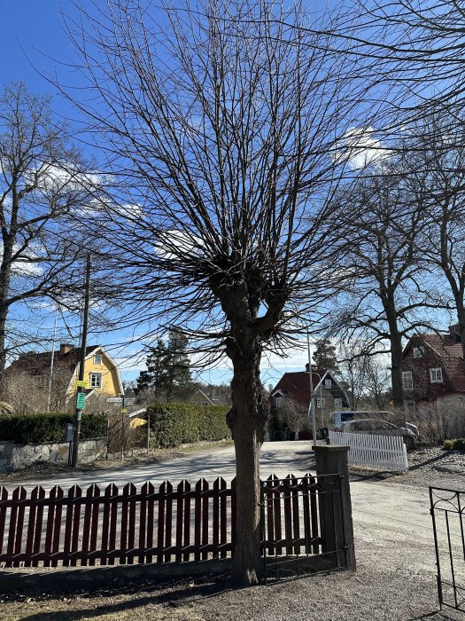 Ett beskuret träd framför ett rött staket, blå himmel, bostadshus, och en vägskylt i ett lugnt område.