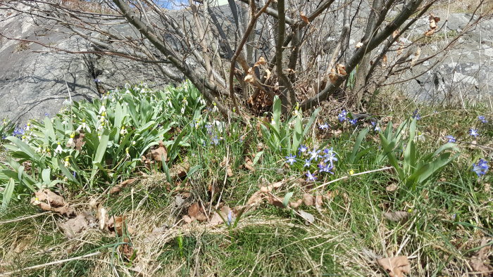 Vårblommor, löv, kala grenar, gräs, klippa, soligt – vårens ankomst i skogsmiljö.