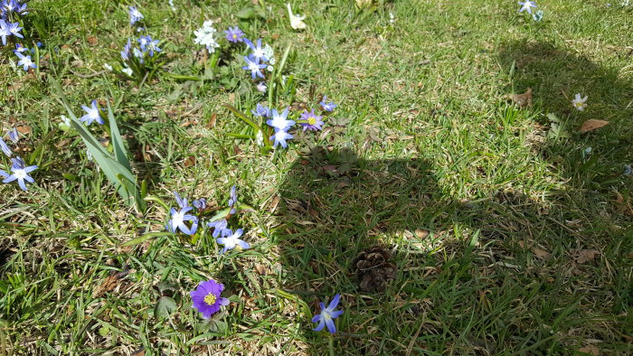 Gräsbevuxen mark med blå och lila vårblommor och en kotte. Soligt väder.