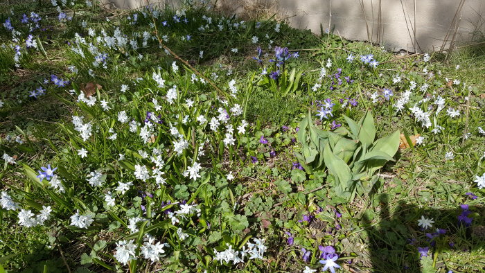 En trädgård med blåa och vita vårblommor, grön gräsmatta, i solsken vid en vägg.