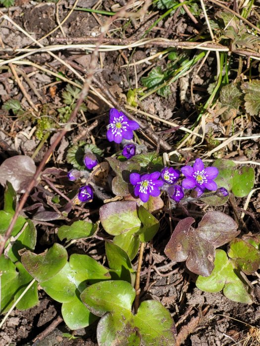 Lila blommor och gröna blad på brun jord, dagsljus, vårtecken, natur, närbild.