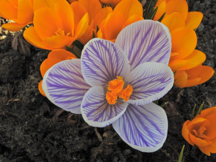 Vit och lila krokus framför orangefärgade blommor på mörk jordbakgrund. Vårstämning, kontrastrika färger.