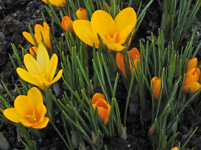 Gula och orange krokusar blommar i jord, vårtecken, natur, färgstarka, växtlighet.