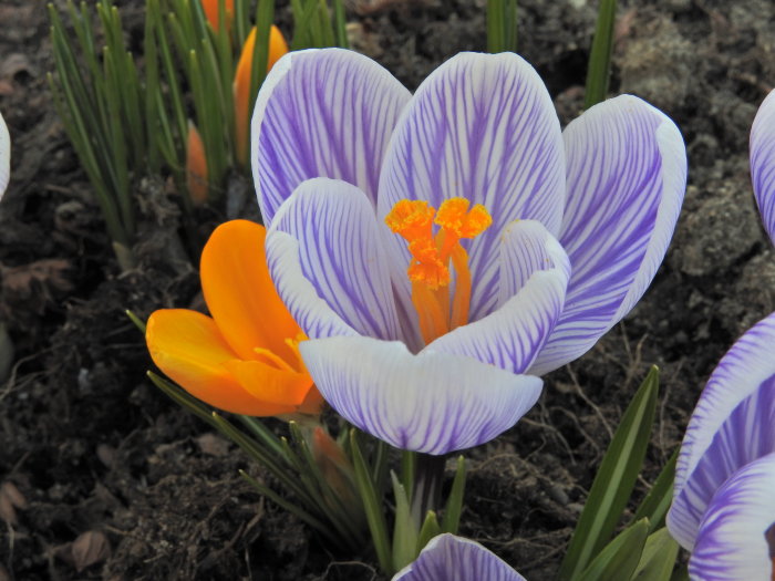 Lila och orange krokusar blommar, spirande gröna blad, vårtecken, jordbakgrund.