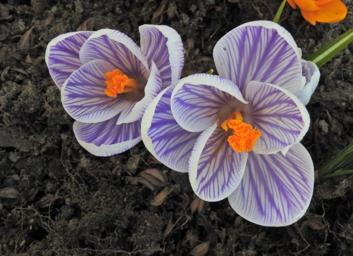 Tre lila och vita krokusar med orange märken. Förgrund. Jordig bakgrund. Vårblommor. Naturligt ljus.