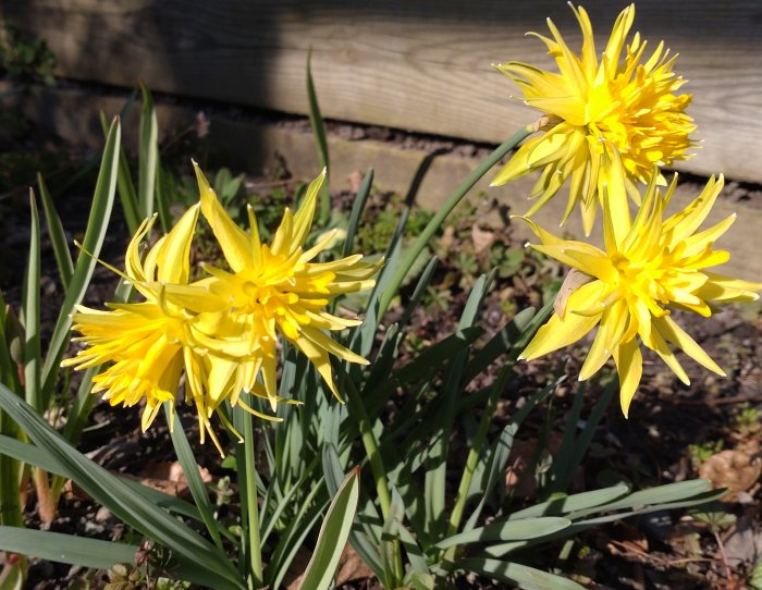 Gula, fransiga vårblommor, troligen narciss eller påskliljor, i soligt trädgårdsland nära träplank.