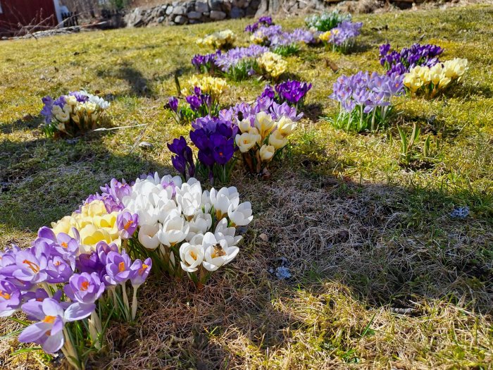 Vårliga krokusblommor i vitt, gult och lila blommar i grönskande gräs mot solljus.