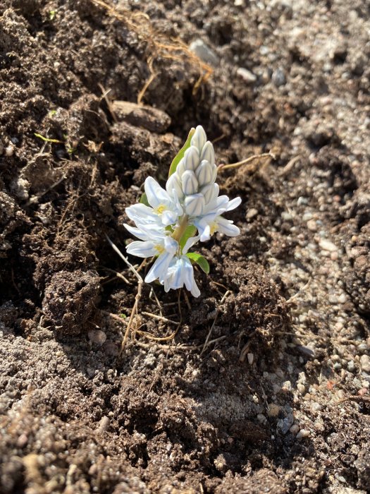 Vit blomma i blom, solsken, jordig mark, natur, våren ankomst, nytt liv, ögonblick av skönhet.