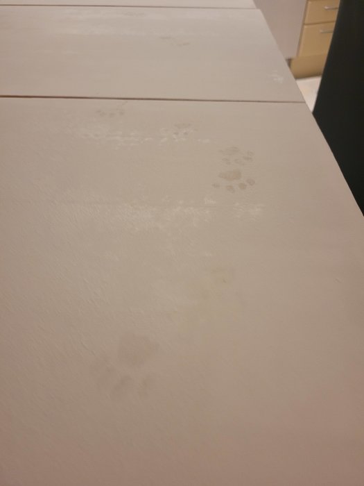 Vit yta med avtryck, möjligen katttassar, i damm eller pulver.