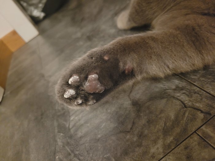 Kattens tass närbild, mörk päls, synliga trampdynor, på ett golv.