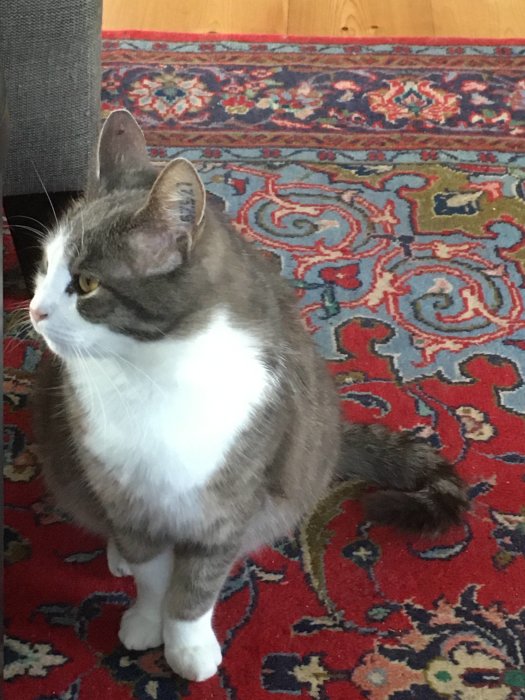 Grå och vit katt sitter på orientalisk matta i ett rum.
