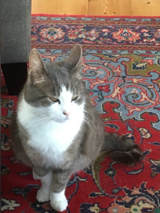 Grå och vit katt med stängda ögon på orientalisk matta inomhus.
