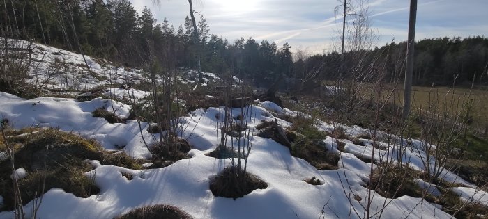 Vintersol, smältande snö, skogsbryn, klippor, nakna grenar, solljus, naturens övergång, avlägsen känsla av vår.