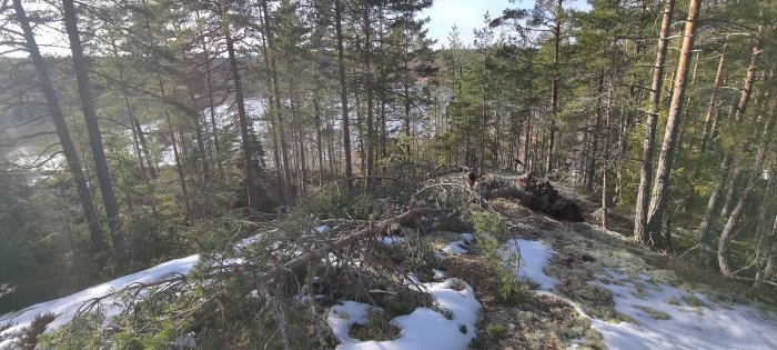 Skogslänt med snöfläckar, omkullfallna träd, tallar och lövträd, solbelyst, kallt landskap, vild natur.