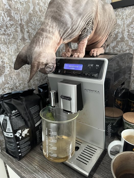 En kaffemaskin av märket De'Longhi används. En naken katt tittar på. Kaffekoppar och kaffepaket syns.