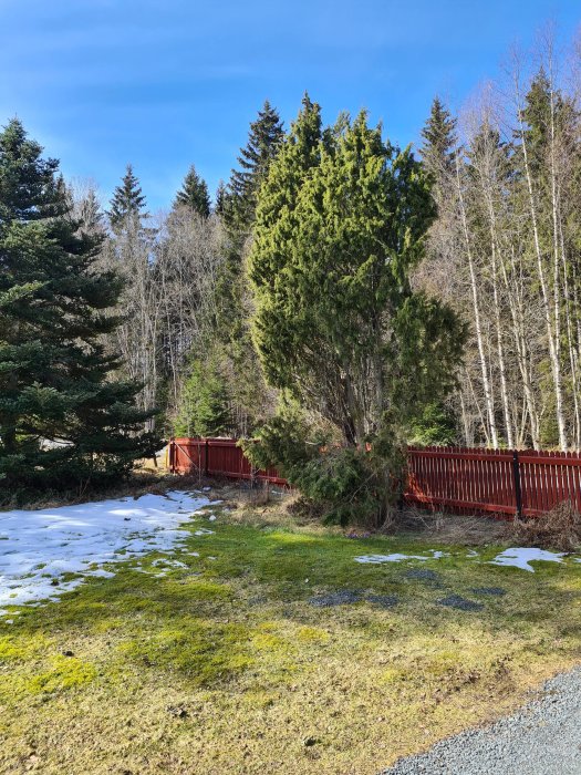 Skogsbryns träd, grönt gräs, smältande snö, klar himmel, röd staket, björkar utan löv.