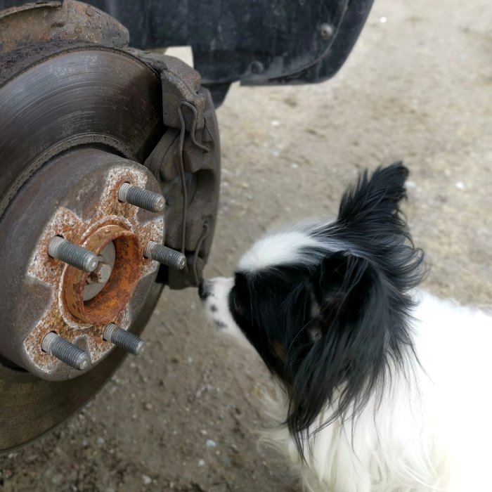 En hund nosar på ett rostigt bilhjul och bromsskiva.