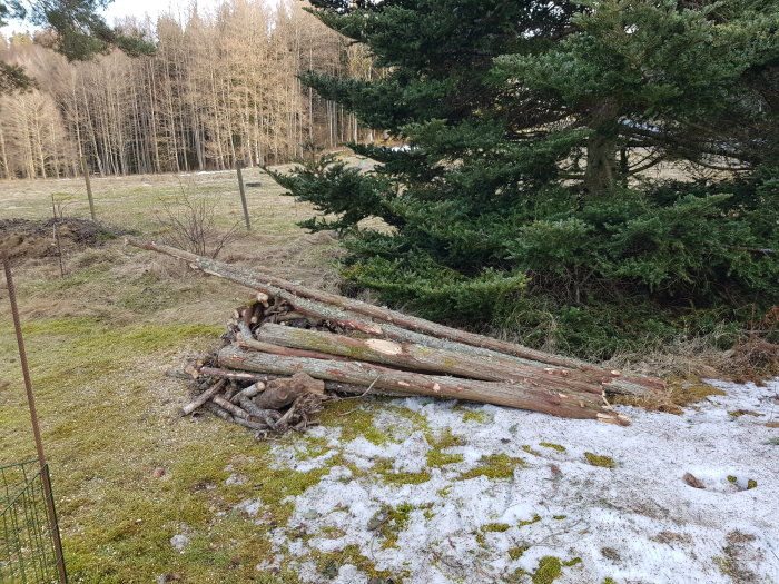 En hög med avverkade trädstammar, snöfläckar, gräs och barrträd vid en skogsbryn.