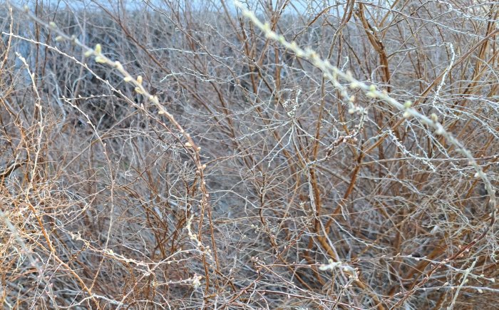 Täta, vinterkala buskar, små växande knoppar, grenverk, vinter eller tidig vår, gråbrun färgton, naturlig bakgrund.