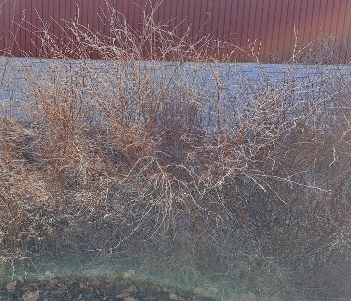 Torr buskvegetation framför rödbrun industrivägg under klar himmel.