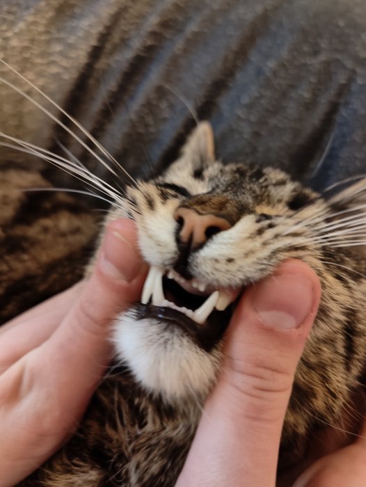Närbild av en katt med öppen mun och synliga tänder, hållen av en människohand.