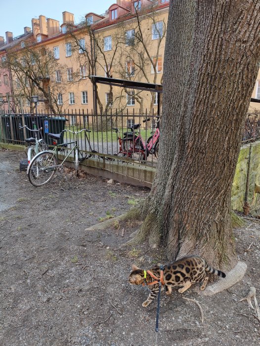 Katt med sele vid trädstam, cyklar vid staket, byggnader i bakgrunden, stadsmiljö, dagtid.