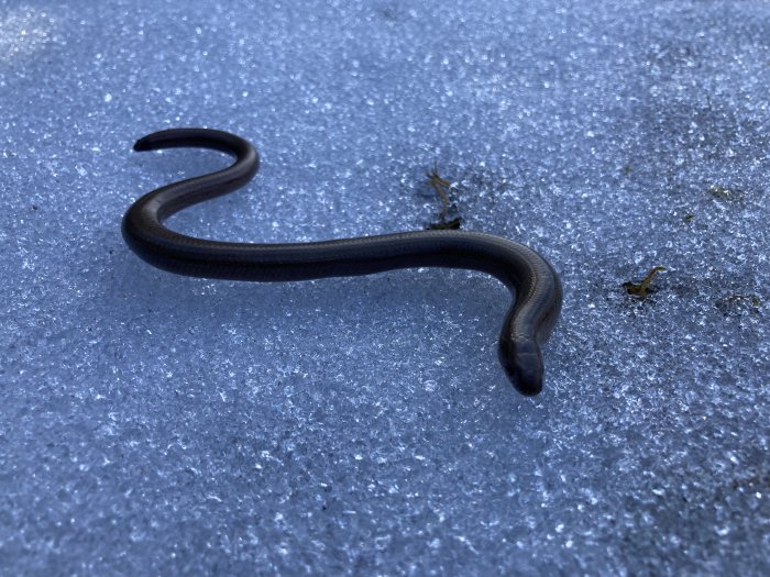 En mörk orm slingrar sig över en isig yta med synliga snökristaller.