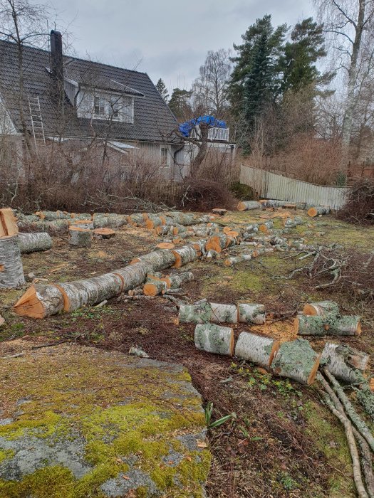 Nedhuggna trädstammar framför hus, mossbelagd mark, fällt träd, vedkapning, overskyed väder.