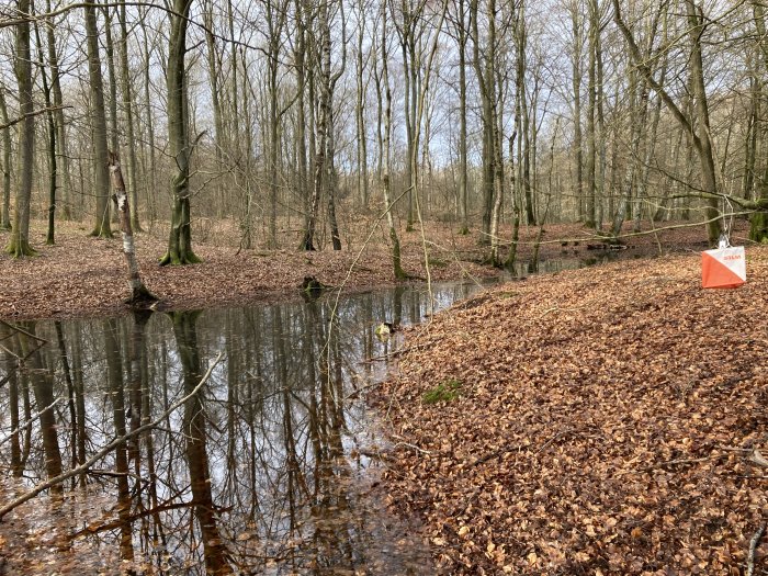 Lövskog, vattenspegling, orange orienteringskontroll, bar mark, vinter eller tidig vår, fredlig naturmiljö.