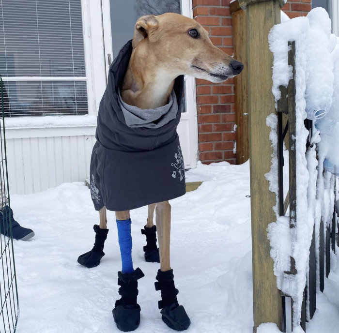 Hund i kläder och skor står i snö nära staket.