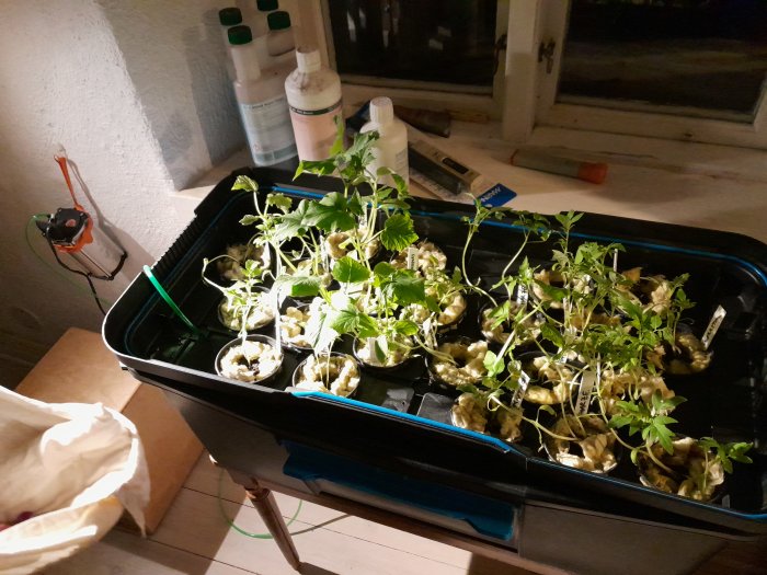 Inomhusodling av plantor i äggkartonger och plastlåda med vattenflaska och växtbelysning i bakgrunden.