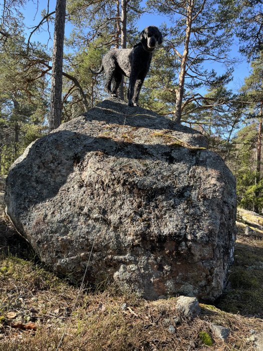 Hund står på en sten i skogen. Soligt väder. Tallar i bakgrunden. Utforskande och äventyrlig stämning.