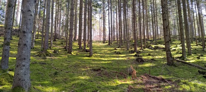 Skog med tätt stående träd, täckt av grönt mossa, solbelyst, naturlig, orörd, stillsam.