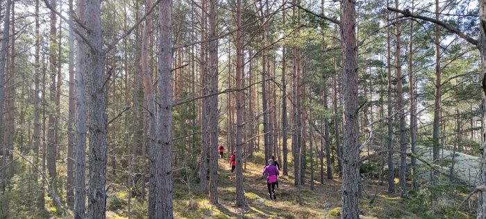 Skog, tallträd, mossa, två personer springer, soligt, natur, friluftsliv, motion, fredsamt, gyllene ljus.