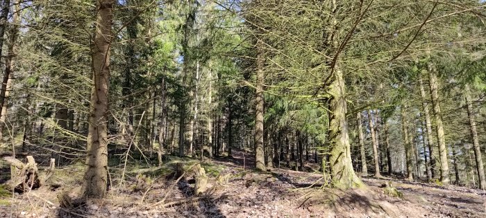 Skog, barrträd, solljus, skogsbotten med löv, ingen snö, dagtid, natur, friluftsliv, vandring, ekosystem.