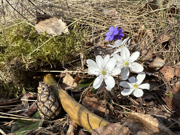 Vitsippor och en blåsippa blommar bland barr, löv och mossa i skogen.