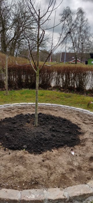 Ungt träd planterat i cirkulär blomrabatt med mörk jord, omgiven av grönt gräs, tegelstenar och diffust stadslandskap.