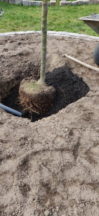 Ett ungt träd planteras i en grävd grop med ny jord, stenig kant och en skottkärra i bakgrunden.