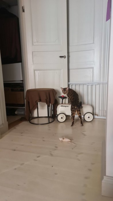 En bengalkatt står på ett vitt barnleksaksfordon i ett rum med spår på golvet.